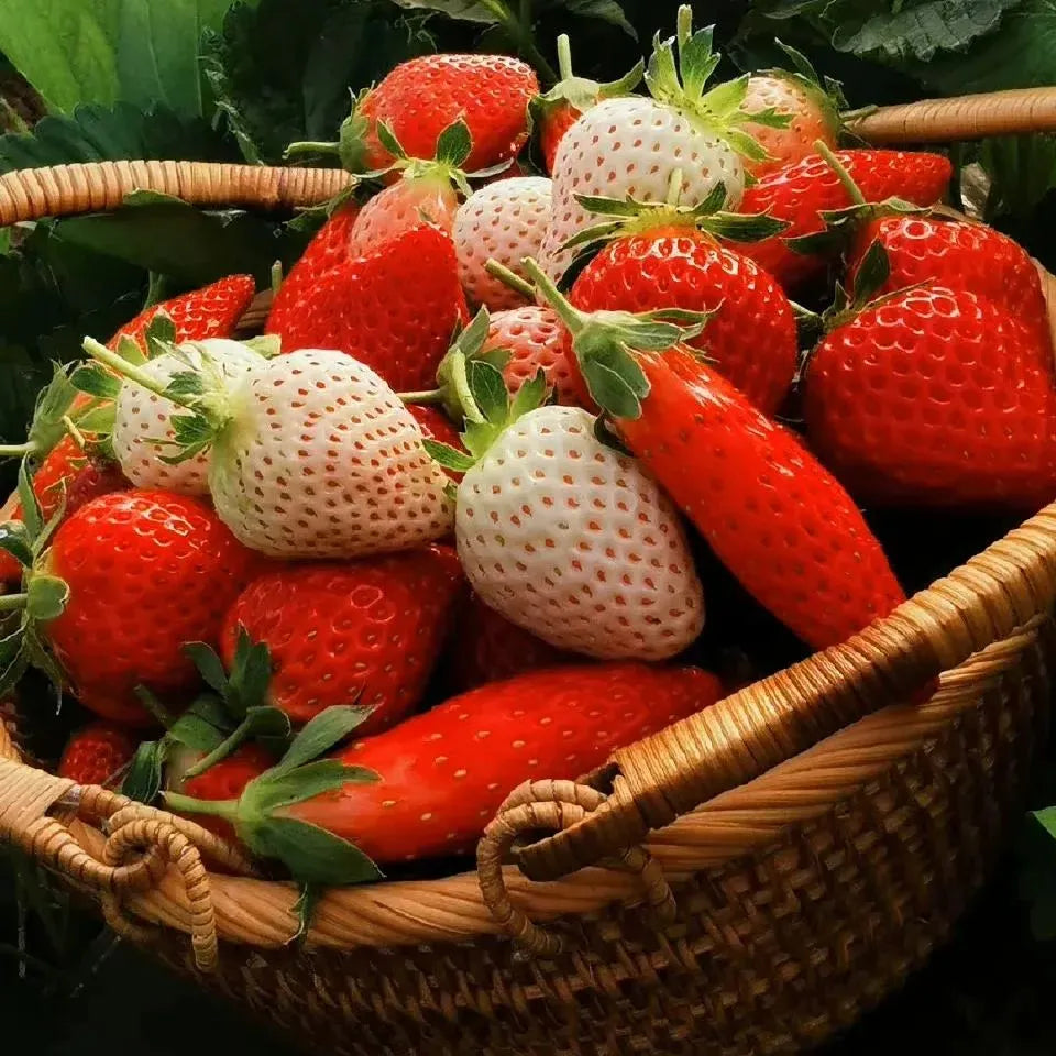 Rare Banana Strawberry Fruit Seeds