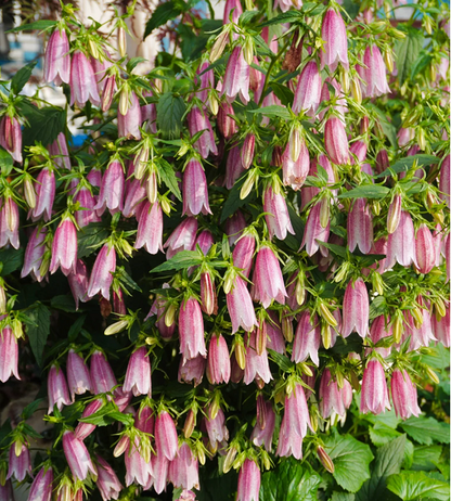 Spotted Bellflower Seeds
