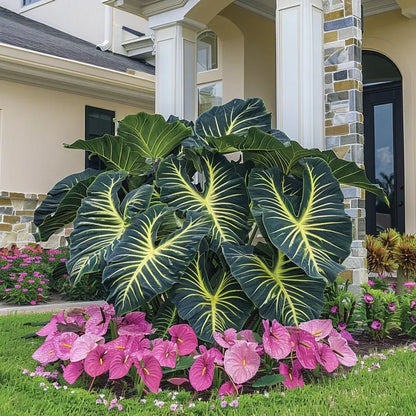 🌈 Giant Caladium Bulbs 🎊The color wizard that creates a dream garden 🌿✨