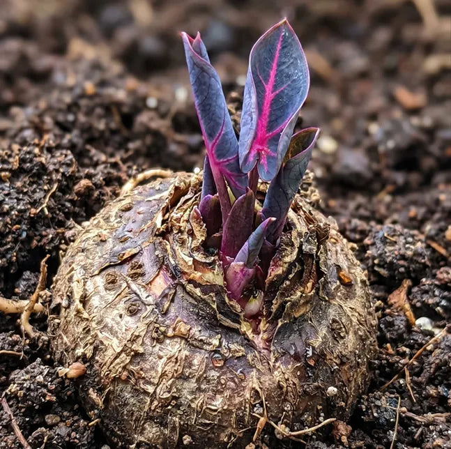 🌈 Giant Caladium Bulbs 🎊The color wizard that creates a dream garden 🌿✨