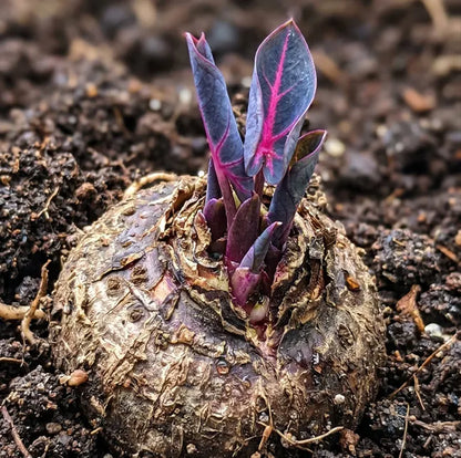 🌈 Giant Caladium Bulbs 🎊The color wizard that creates a dream garden 🌿✨