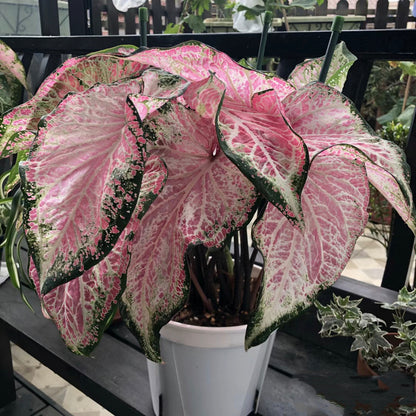 Caladium Peppermint