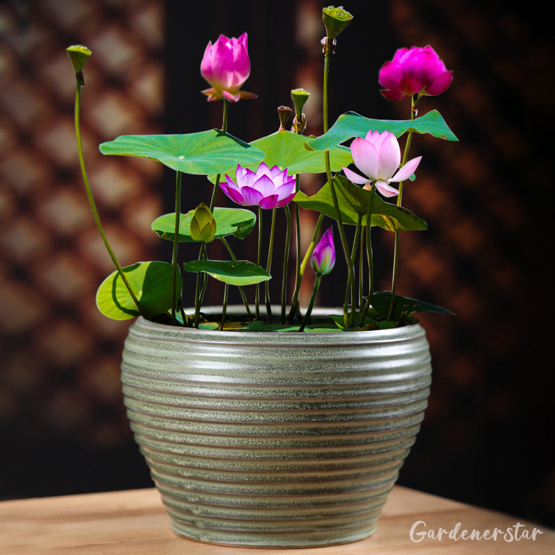 Bowl Lotus Nutrient Solution -Universal Water Soluble Fertilizer