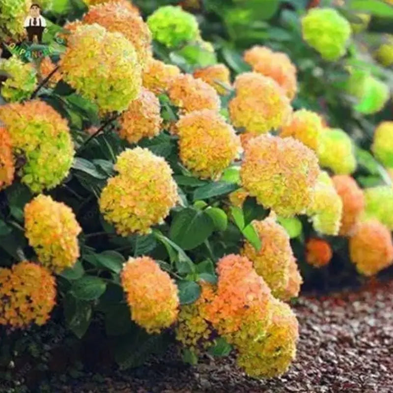 Hyadrange Seed-Perennial Flower Seeds-Easy To Plant