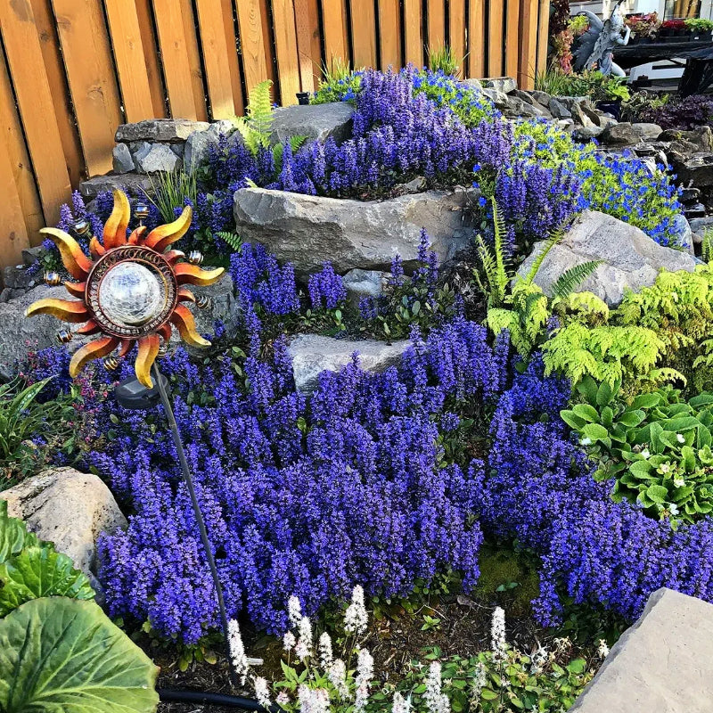 Ajuga Seeds🌈Wonderful Groundcover