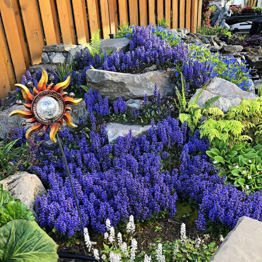 Ajuga Seeds🌈Wonderful Groundcover