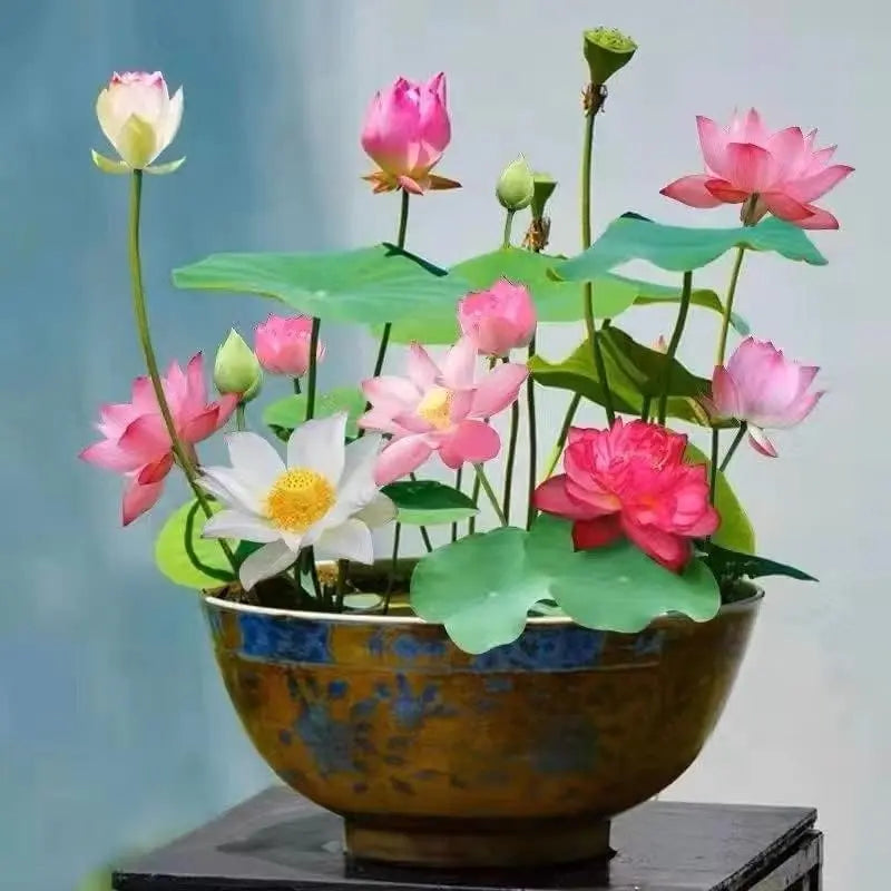💧 The Sacred Bonsai Bowl Lotus Flower