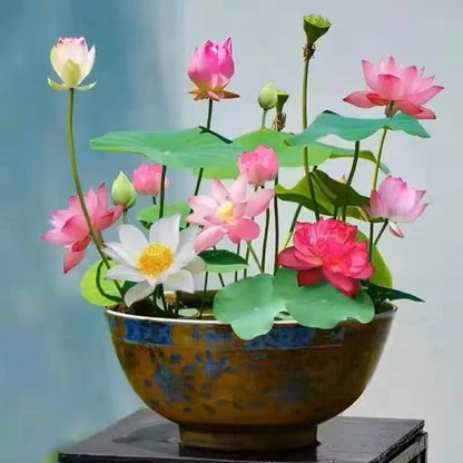 💧 The Sacred Bonsai Bowl Lotus Flower