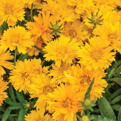 🌸Double Cosmos Seeds-Flower of Happiness