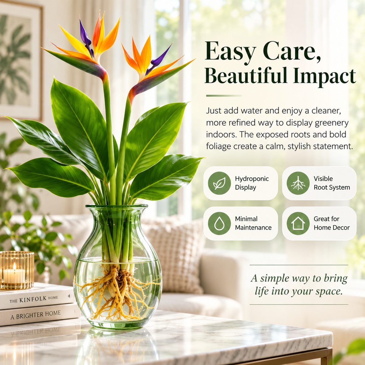 🕊️Hydroponic bird of paradise, from bulb to flowering, is incredibly therapeutic.