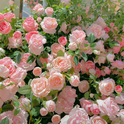 [ Repeat Blooming]🌹Climbing Rose Seeds - Luck Rises