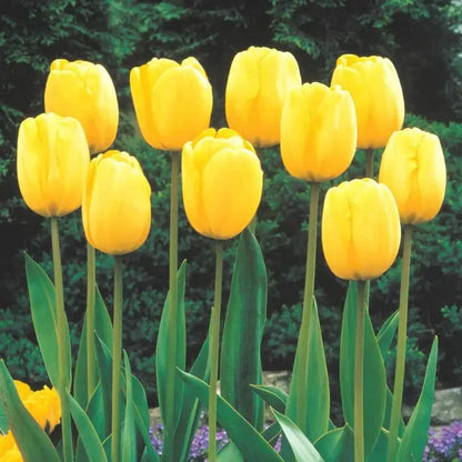 Tulip Bulbs 🌷 Long-Lasting Blooms | Easy Care