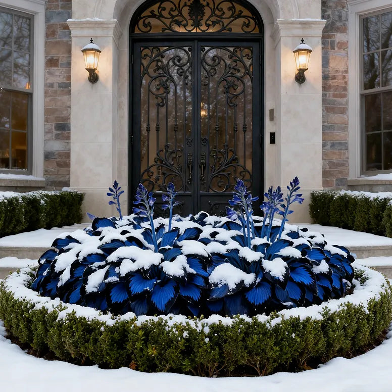 🔥Midnight Blue Hosta Bulbs 🪴 Deep Blue Foliage, Easy to Grow