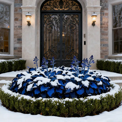 🔥Midnight Blue Hosta Bulbs 🪴 Deep Blue Foliage, Easy to Grow