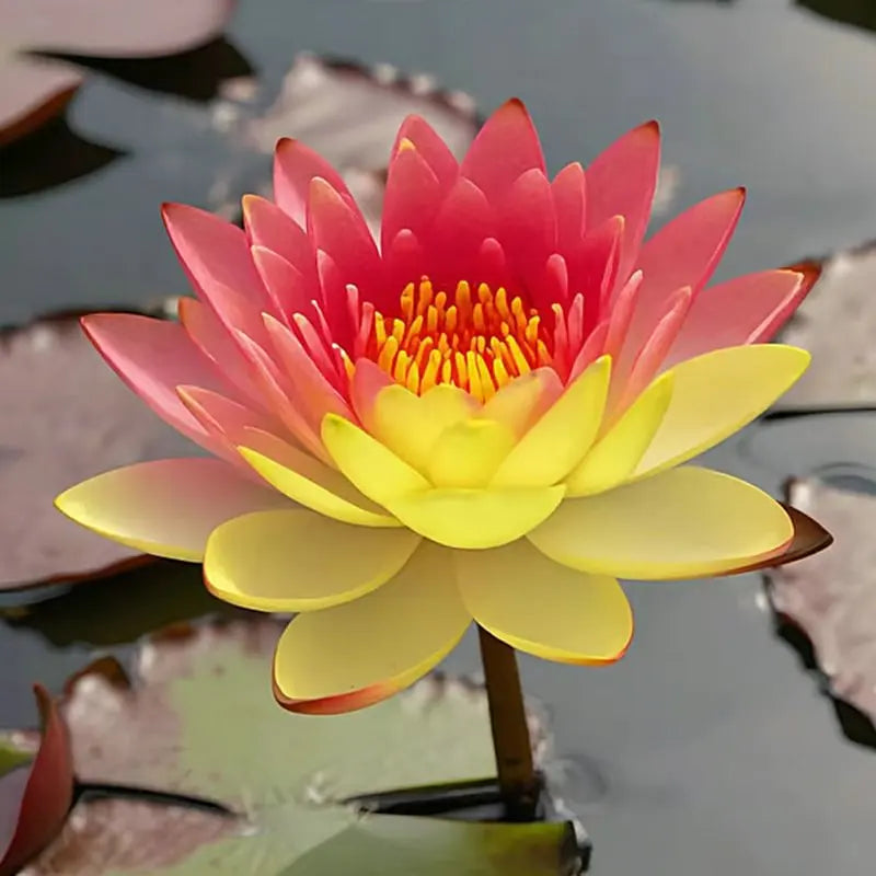 💧 The Sacred Bonsai Bowl Lotus Flower