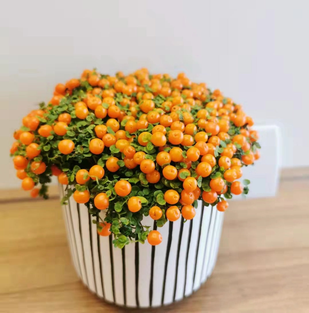 Pearl Orange Succulent Potted Plant