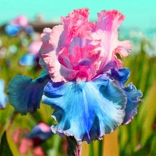 Cotton Candy Dream-Rare Iris Bulbs⚜️