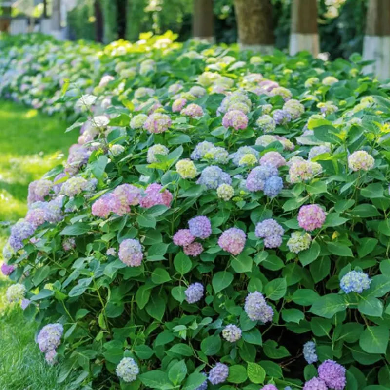 Hyadrange Seed-Perennial Flower Seeds-Easy To Plant