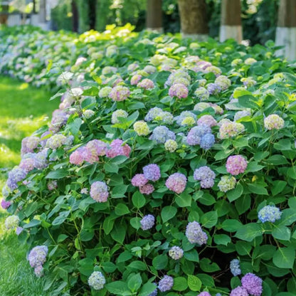 Hyadrange Seed-Perennial Flower Seeds-Easy To Plant