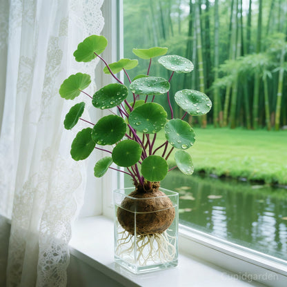 🎈🪴Red rattan Stephania Erecta Bulbs: The strongest houseplant for lazy people🌿