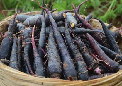 Black Nebula Carrot