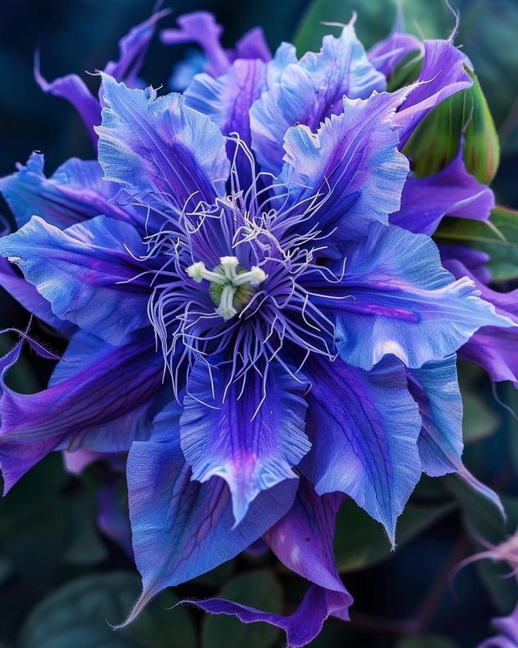 🌸 Purple Passionflower Seeds – Grow Your Own Exotic Paradise!