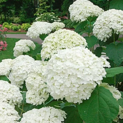 Hyadrange Seed-Perennial Flower Seeds-Easy To Plant