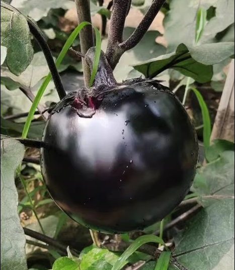 Black And Purple Eggplant Seeds