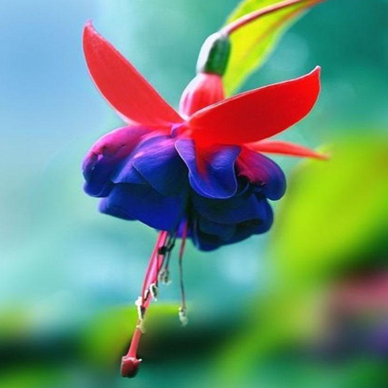 Fuchsia Flowers Seeds Lantern Flower, Bonsai Flower Seeds