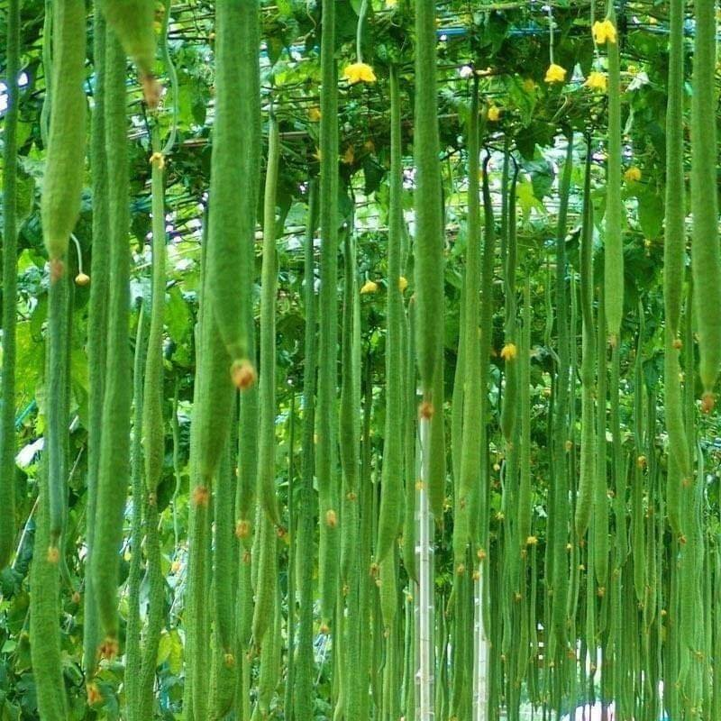 Long Sponge Gourd Seeds