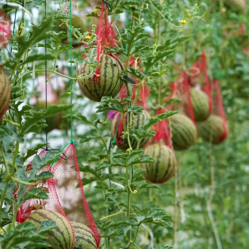 Potted Watermelon Seeds