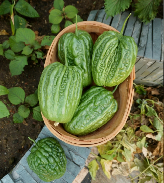 Big Top Bitter Melon Seeds