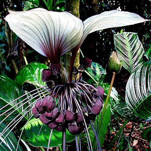Rare Exotic White Bat Flower Seeds | Tacca Integrifolia