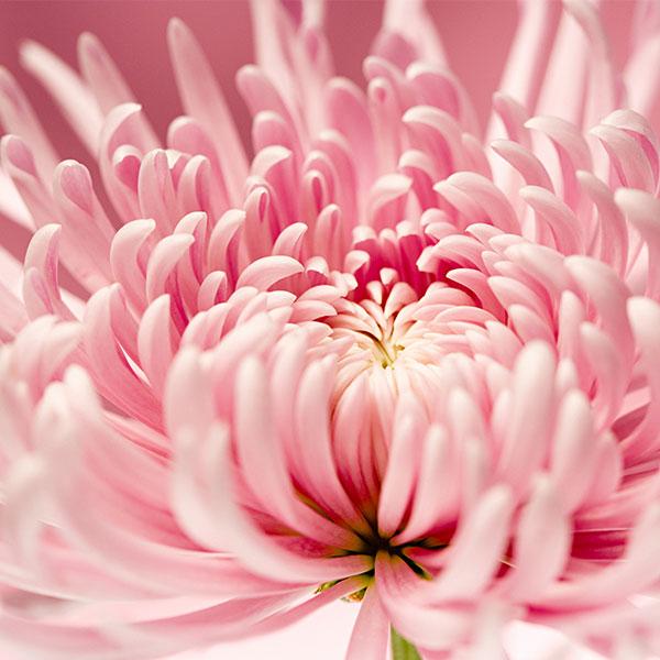 Sweet Pink Helichrysum Strawflower Seeds