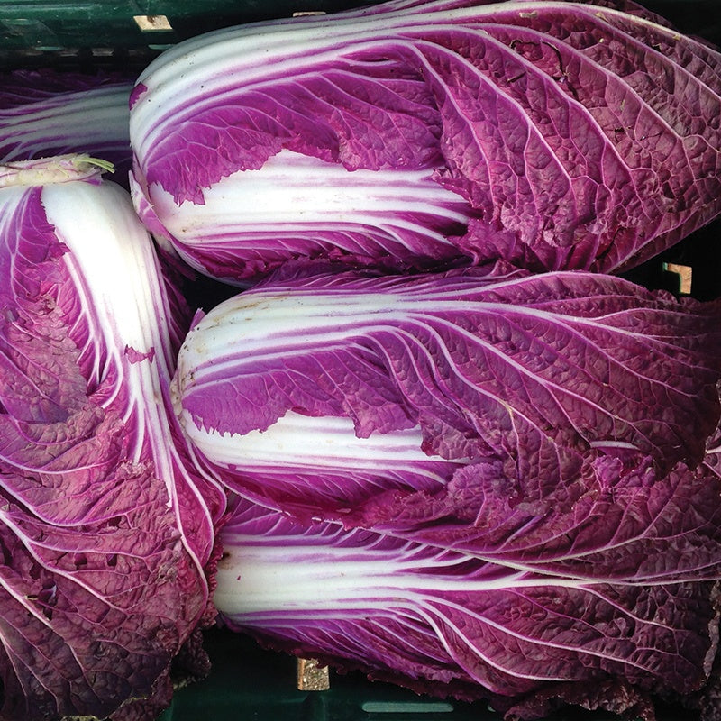 Merlot (F1) Chinese Cabbage Seed