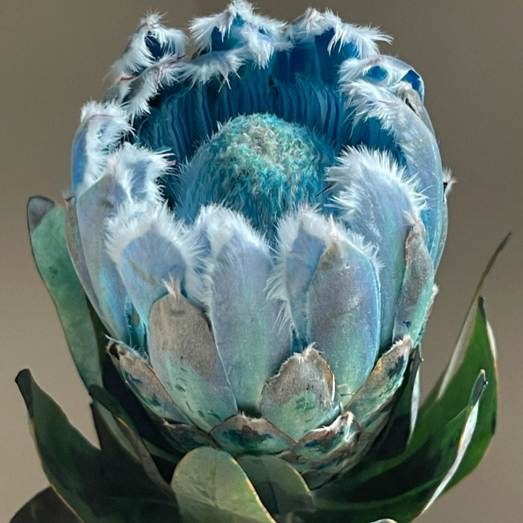South African Princess Flower Seeds