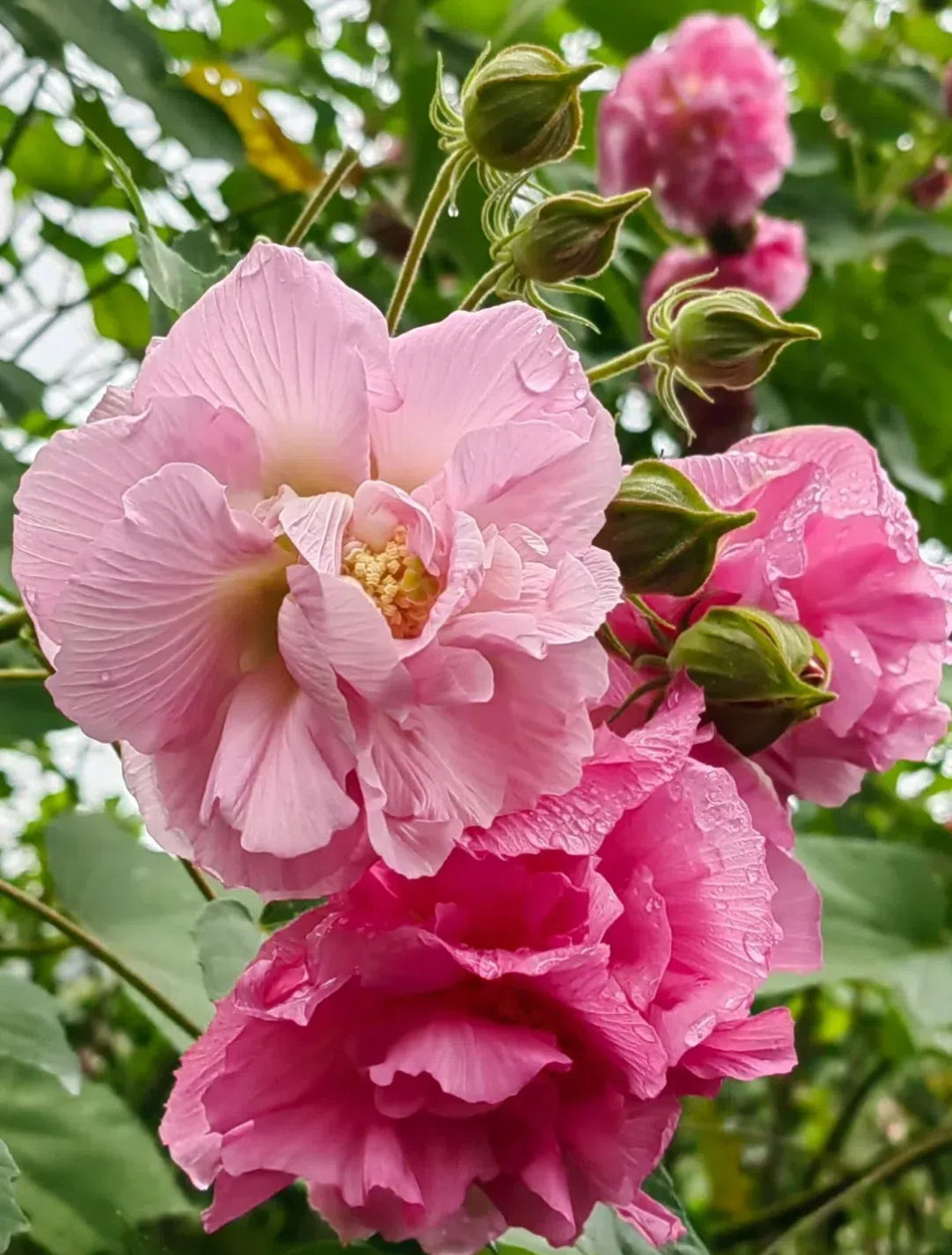 🌸Drunken Hibiscus - Changes Color Three Times a Day