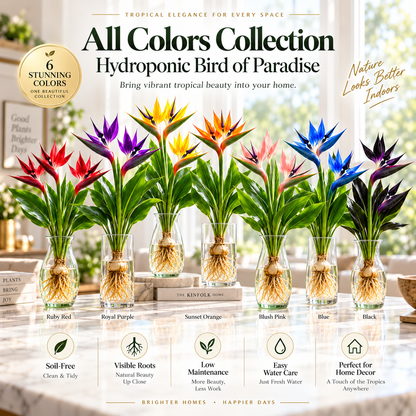 🕊️Hydroponic bird of paradise, from bulb to flowering, is incredibly therapeutic.