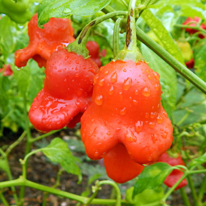 Chilli Pepper Bishops Crown Seeds (Capsicum baccatum)