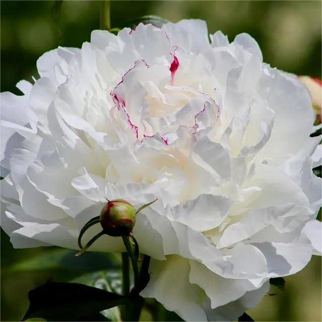 🌺Peony - Love surrounds you