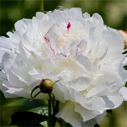 🌺Peony - Love surrounds you