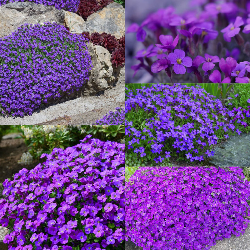 Roundabout Phlox Seeds