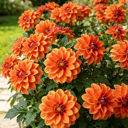 🌸Premium Double Dwarf Dahlia Seeds🏷️Limited-Time Offer