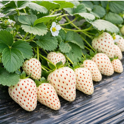 🍓 White Cream Strawberry Seeds – Grow Sweet, Creamy Strawberries at Home