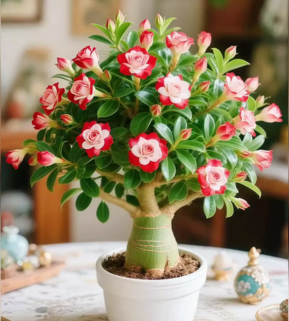🌵 DESERT ROSE BULBS– EXOTIC BLOOMS, EFFORTLESS BEAUTY! 🌺✨