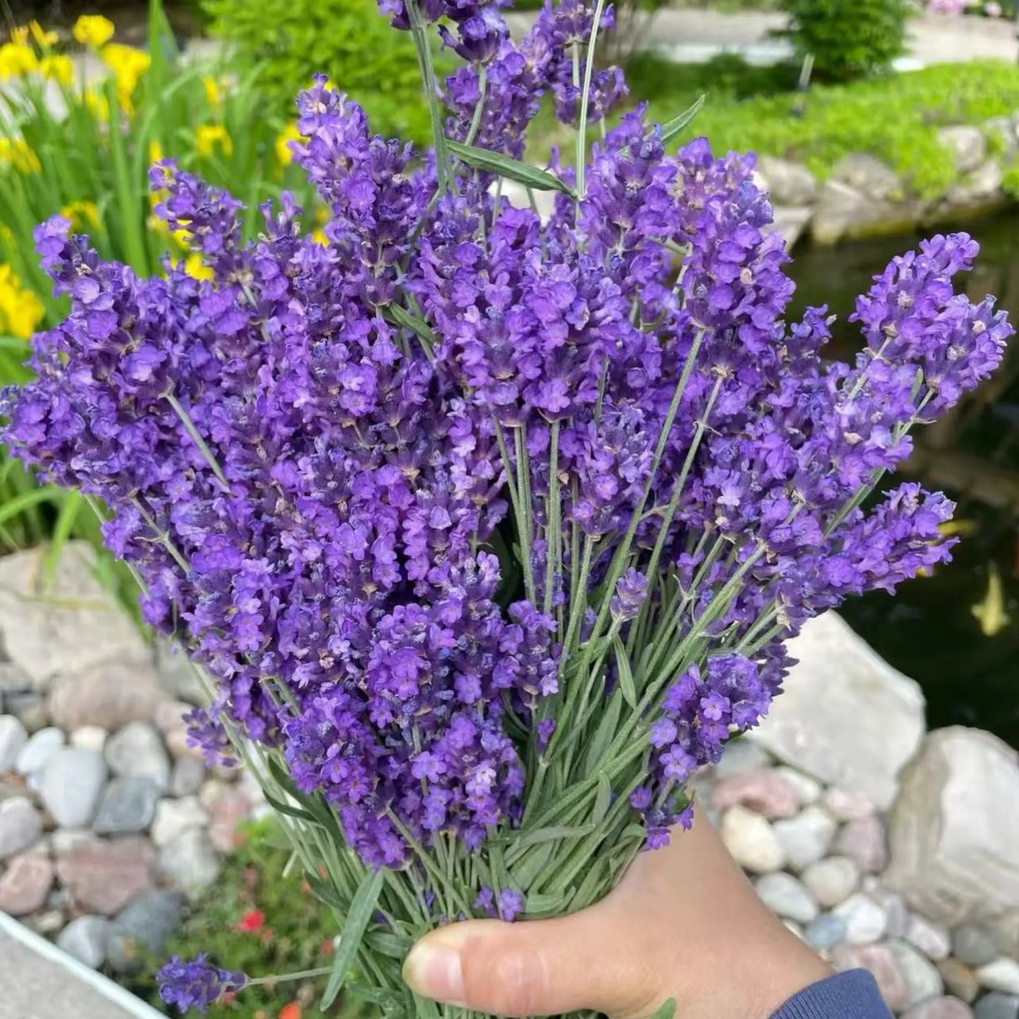 💜40%Off-Clam-Relax-Lavender seeds, Naturally Calming Fragrance