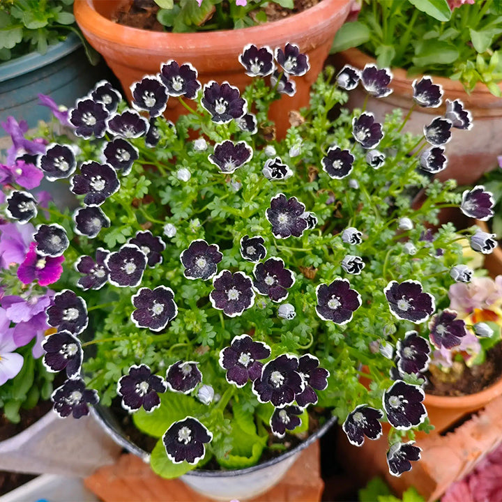 Baby Blue Eyes Seeds