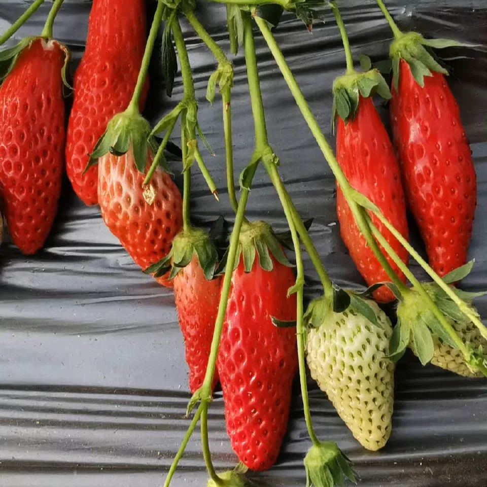 Rare Chili Strawberry Fruit Seeds