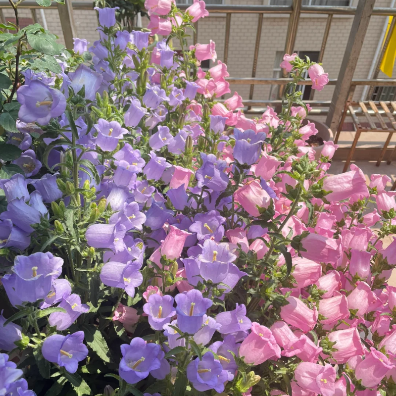 Campanula-Blessings From Afar
