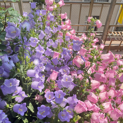 Campanula-Blessings From Afar